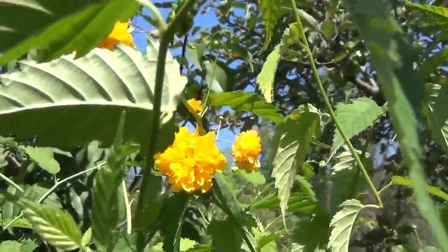 Цветёт Керия  Blooms Keriya