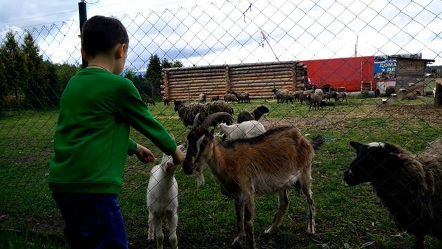 ВЛОГ - кормим баранов и козочек, бараны необычные - они дают молоко смотреть онлайн