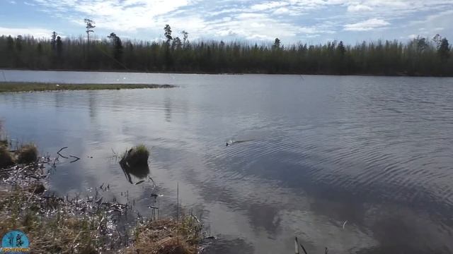 Отзыв и первая рыбалка в этом году на лодке MISHIMO FAMILY LITE /Дерзкие поклёвки карася