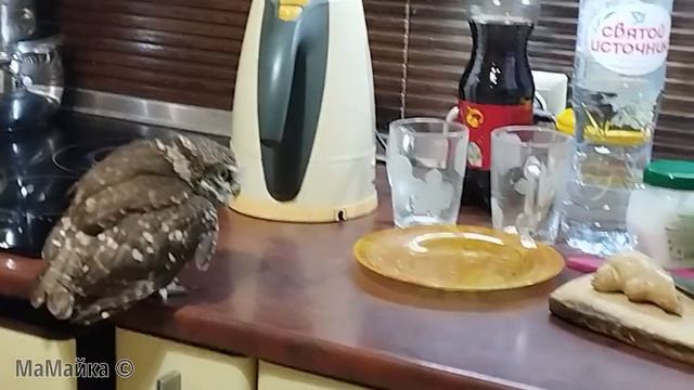 Майка и имбирь.