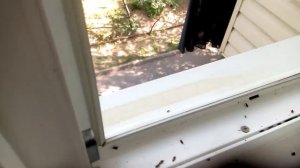 24 июня 2019 г.  Нас заели вонючие древесные клопы (1)