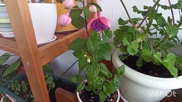 Мой цветущий балкон #пеларгония #бегония #сортовыепеларгонии #цветынабалконе #колокольчик смотреть онлайн