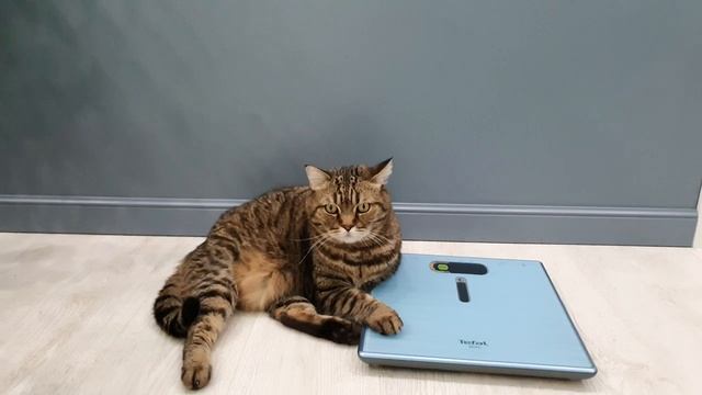 Дверь Ostium Navarro 1 лебединый пух смотреть онлайн