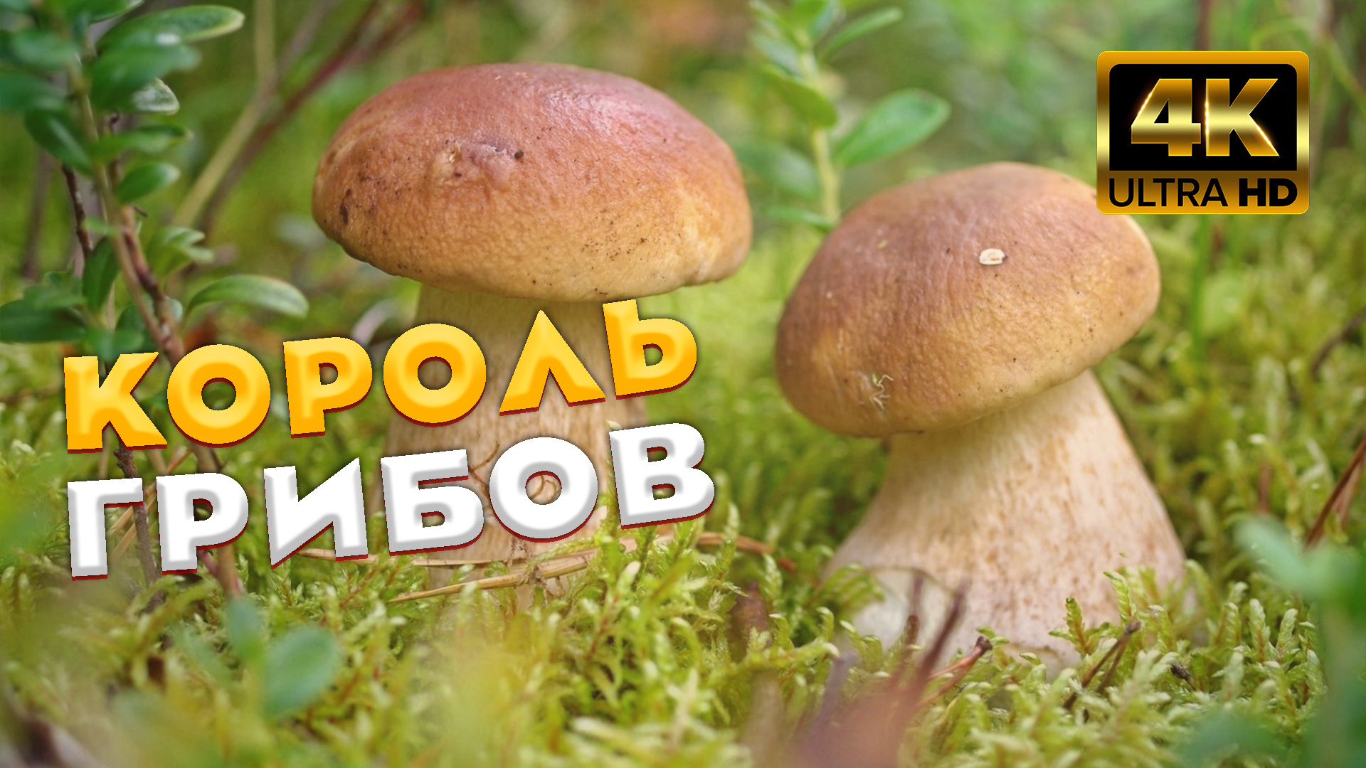 ? Белый гриб - КОРОЛЬ грибов ? Тихо охотились и вот настреляли, полные корзины белых грибов ? смотреть онлайн