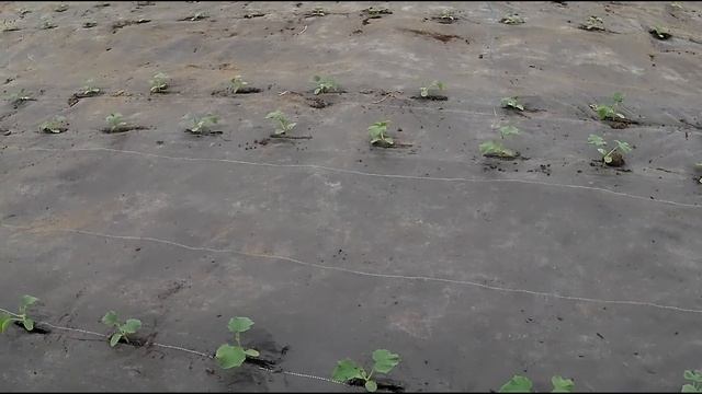 Отопление в огуречной теплице. Огурец в марте. смотреть онлайн