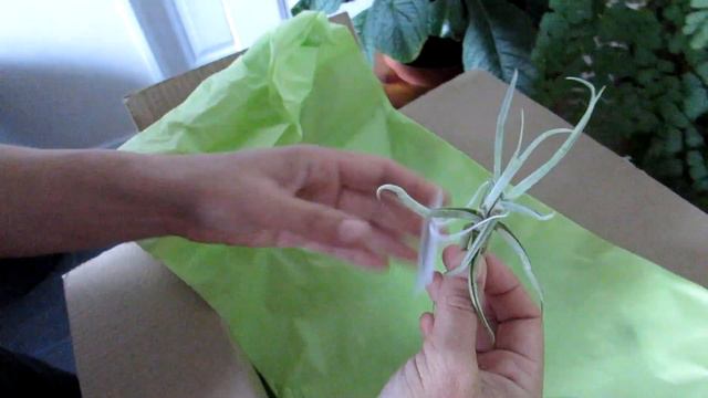 Unboxing our new Tillandsia Air Plant Haul from craftyplants.co.uk смотреть онлайн