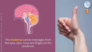 Английский язык 11 класс (Урок№13 - The nervous system.)