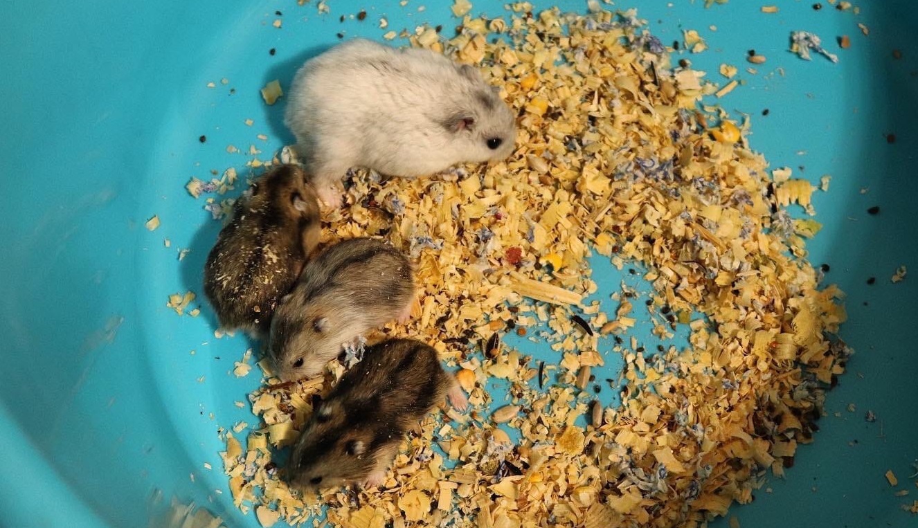 ПЕРВАЯ УБОРКА В КЛЕТКЕ У ХОМЯЧАТ! ХОМЯЧКАМ 15 ДНЕЙ ОТ РОДУ! смотреть онлайн