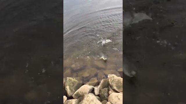 С днем Рыболовства друзья))) Рыбалка на спининг.#жерех#рыбалка#природа#судак#спининг#shorts смотреть онлайн