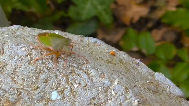 Жуки Берлина, мы встретили обитателя Берлина насекомое по имени Щитник зелёный древесный и он клоп смотреть онлайн