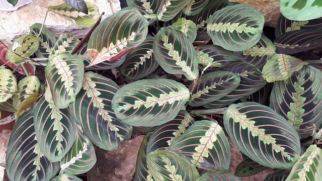 Maranta Leuconeura – Grow & Care (Prayer Plant)