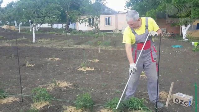 21 - #65 Хитрый способ подвязки томатов смотреть онлайн