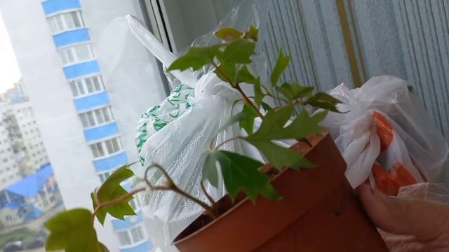 #Циссус через месяц после укоренения смотреть онлайн