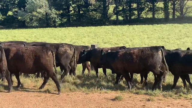 Ingpen Farms top Heifers смотреть онлайн