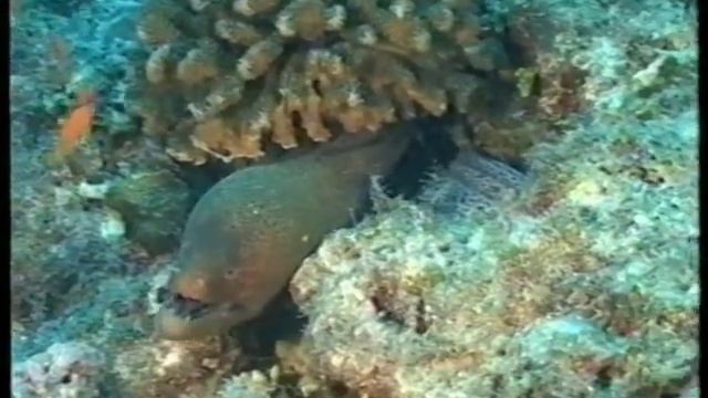 Мальдивы подводные1 смотреть онлайн