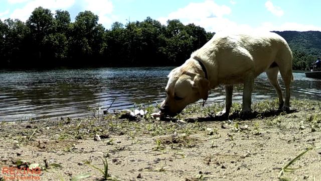 What Happens to Pile of Fish Left in the Woods? (Trail Camera) смотреть онлайн