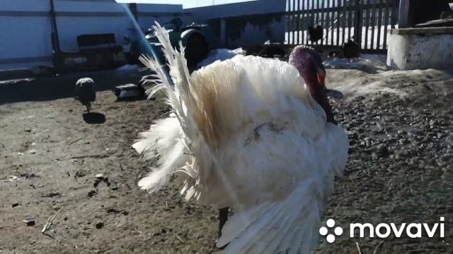 ЭСТАФЕТА "МОЁ ХОЗЯЙСТВО" КОРОВЫ, ИНДЮКИ, УТКИ ЛЕТАЮТ, ИНДЮШКА ЛЮБИТ ОБНИМАТЬСЯ смотреть онлайн