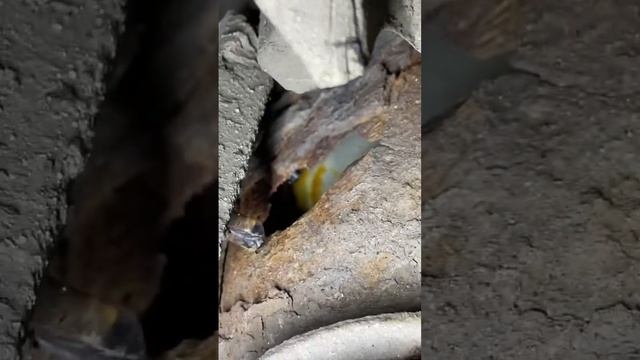 BMW X5 e53 Больное место кузова,ржавеет-гниёт? смотреть онлайн