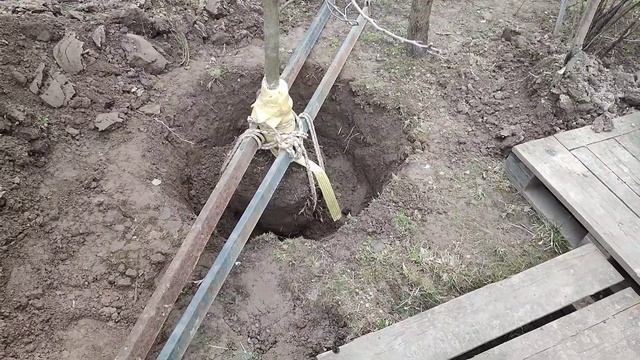 От подписчика: Как посадить дерево ? Приживаемость 100%. смотреть онлайн