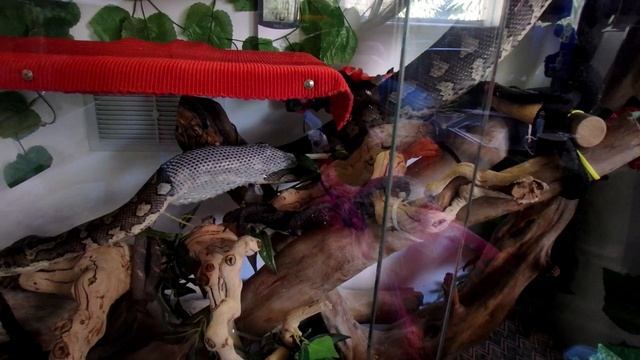 Shedding Finally For My Python Jack смотреть онлайн
