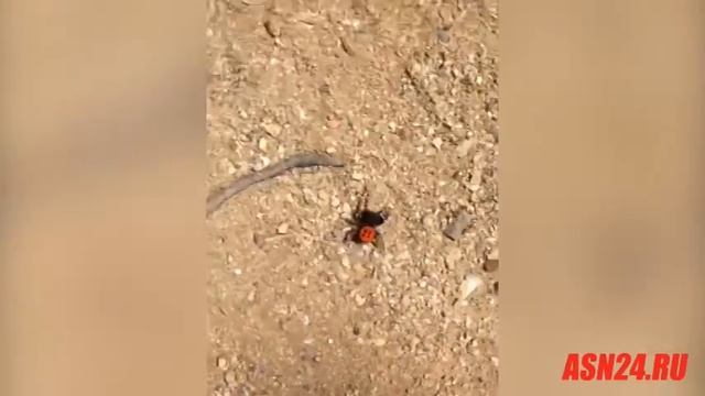 В пригороде Благовещенска появились ядовитые пауки смотреть онлайн
