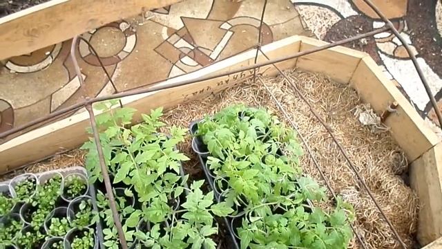 Дача Теплица Достала гладиолусы и георгины смотреть онлайн