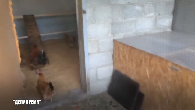 подготовка курятника к летнему сезону смотреть онлайн