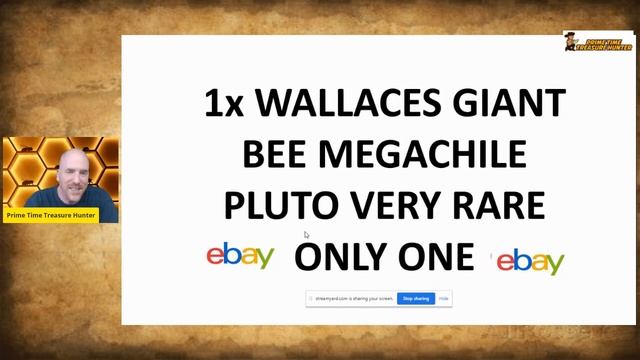 WORLD'S LARGEST BEE Sold on eBay for Nearly $10K! Meet Megachile Pluto. смотреть онлайн