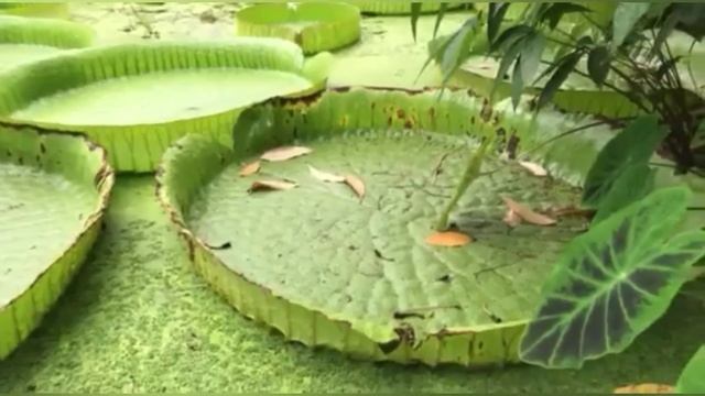 The biggest water lily in the world, Victoria amazonica. смотреть онлайн