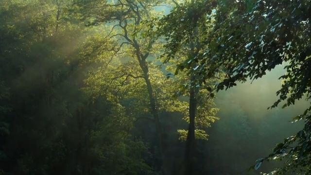 Йога Нидра с визуализацией . Светлана Янович