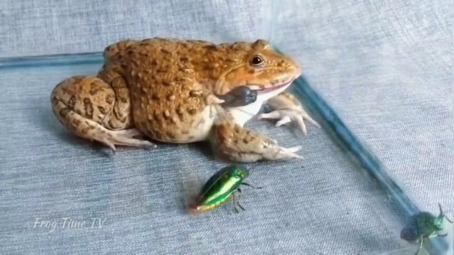 Азиатская лягушка бык против жука и скорпиона Asian Bullfrog vs Beetle Scorpion 亚洲牛蛙 vs 绿甲虫和蝎子现场喂养 смотреть онлайн