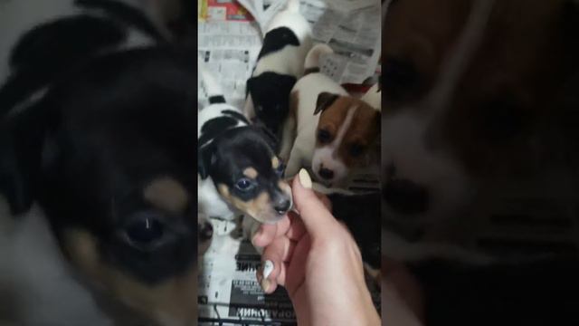 Той-фоксики... Нам почти месяц