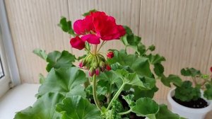 Красные листья у герани