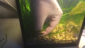 прополка аквариумных растений!!! аквариум на 4 литра
