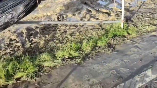 01_21Свой шпион на полях Англии. Малина.