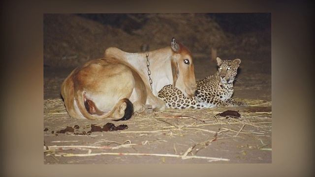 Фермер установил камеру чтобы понять, зачем леопард ночью посещает корову? Причина шокировала всех!