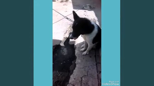 Как правильно ухаживать за животными смотреть онлайн