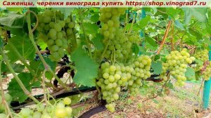 Парад сортов на 27.07.24 года - виноград КРАСАВЧИК окрашивание, созревание, характеристики.