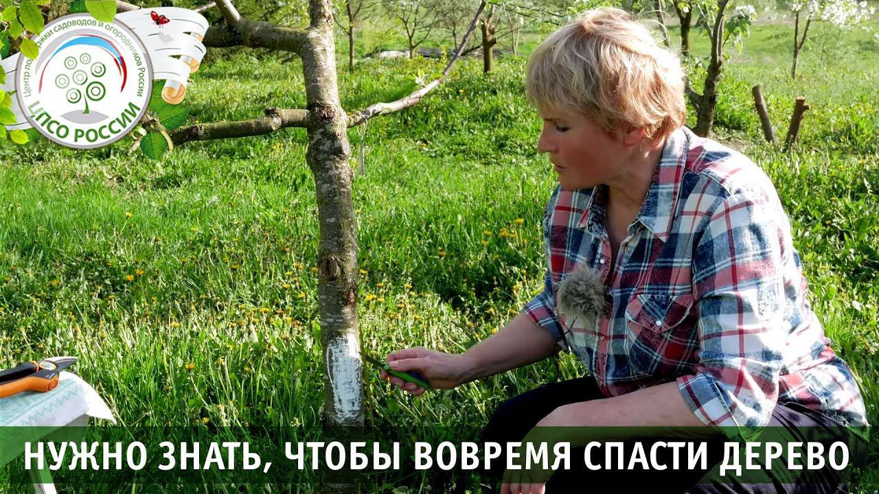 Пересадка коры. Прививка деревьев. Прививка мостиком. смотреть онлайн