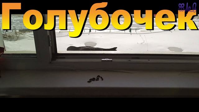 Какой должна быть реклама? смотреть онлайн