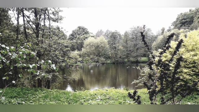 КАЛИНИНГРАД. 29.05.21. ВСЕ В ПАРК. РОДОДЕНДРОНЫ !!! смотреть онлайн