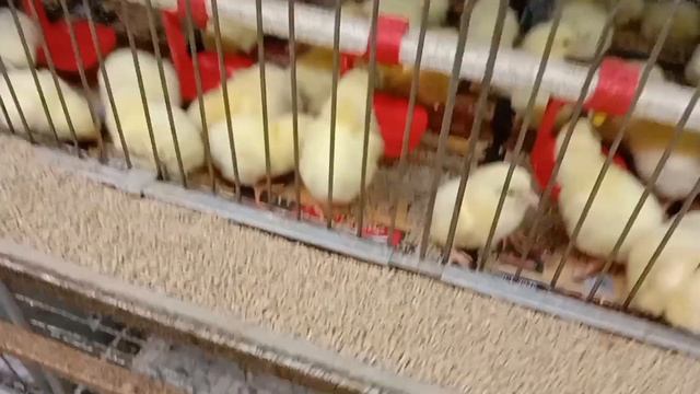 Эксперимент по выращиванию бройлеров на кормах Purina VS МегаМикс смотреть онлайн