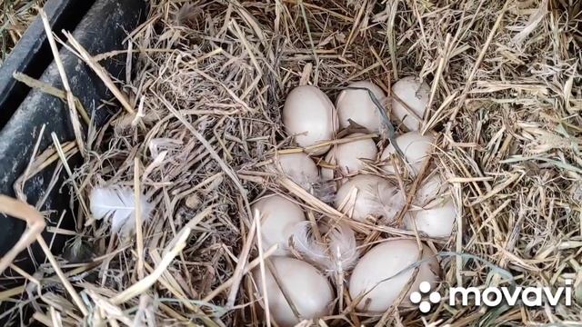 Вторая кладка яиц Индоутками