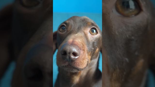 Tuesdays ￼? ￼#miniaturedachshund #dachshund смотреть онлайн