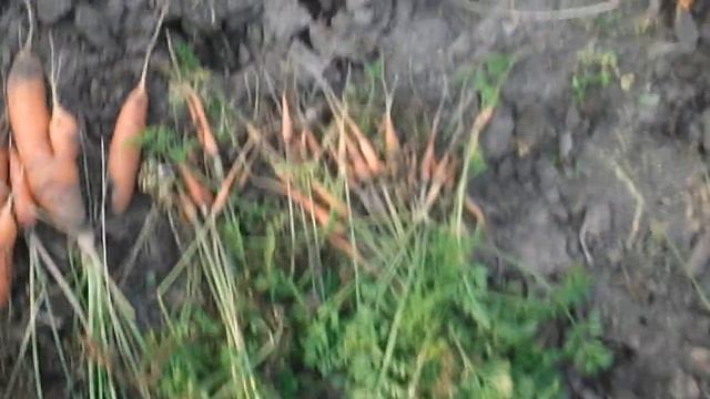 26.Урожай моркови "Краса-девица", "Осенний король" смотреть онлайн