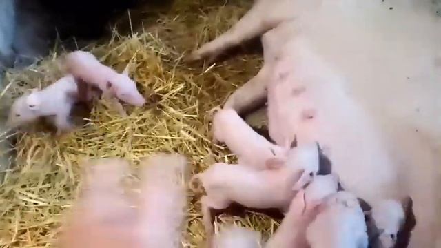 Опорос свиноматки Нади,как прошел опорос и сколько привела поросят.... смотреть онлайн