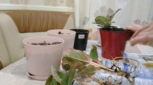 ПЕРЕСАЖИВАЮ АГЛАОНЕМУ СИАМ АВРОРА.ЭПИСЦИЯ.