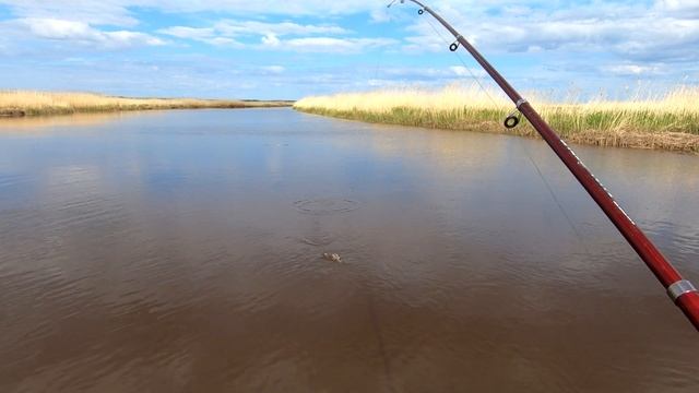 РЫБАЛКА НА ЯЗЯ, В ПРОТОКАХ БЕЛОГО МОРЯ. смотреть онлайн