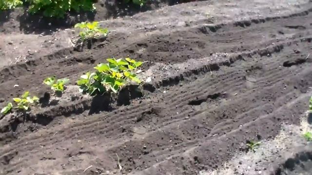 Приусадебный участок! Мотоблок! Канада смотреть онлайн