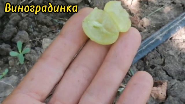 Виноград Гелиодор 2022г.